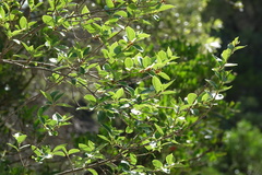 Forestiera reticulata