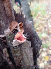 Merulius tremellosus