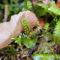 Rhytidiadelphus squarrosus