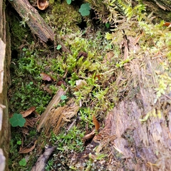 Rhytidiadelphus squarrosus