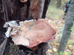 Merulius tremellosus