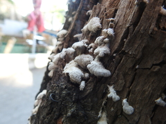 Schizophyllum commune