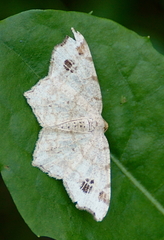 Macaria notata