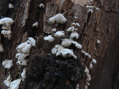 Schizophyllum commune