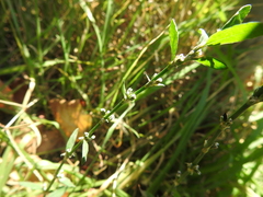 Polygonum