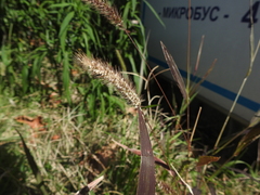 Setaria