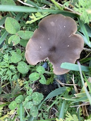 Pseudoclitocybe cyathiformis