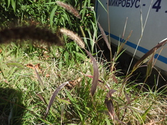 Setaria
