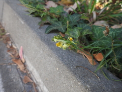 Linaria vulgaris