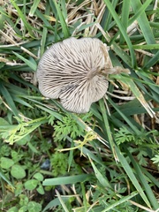 Pseudoclitocybe cyathiformis