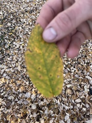 Amelanchier arborea