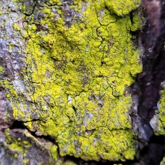 Chrysothrix candelaris