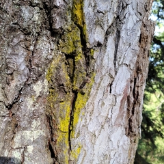 Chrysothrix candelaris