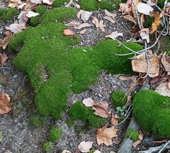 Leucobryum glaucum