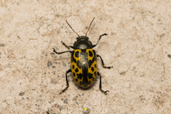 Zygogramma signatipennis