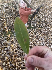 Quercus imbricaria