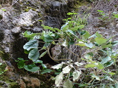 Staehelina petiolata