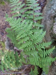 Myriopteris clevelandii