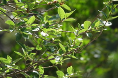 Forestiera reticulata