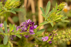 Medicago sativa