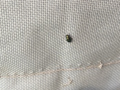Chrysomeloidea