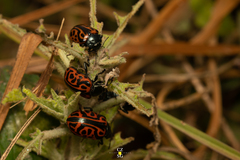 Calligrapha mexicana