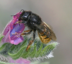 Osmia bicolor