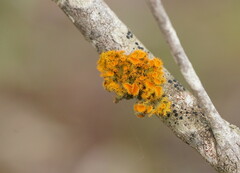 Teloschistes chrysophthalmus