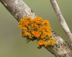 Teloschistes chrysophthalmus