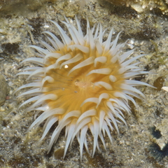 Anthothoe albocincta