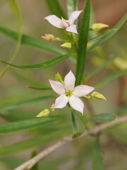 Billardiera cymosa