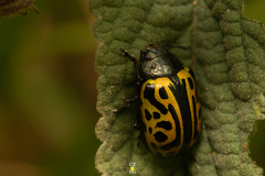 Calligrapha mexicana