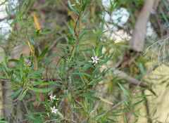 Billardiera cymosa