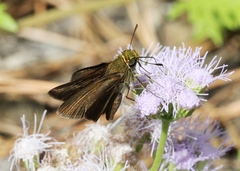 Euphyes vestris