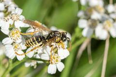 Polistes nimpha