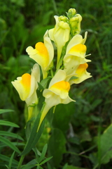 Common Toadflax - Photo (c) Gianni Del Bufalo, some rights reserved (CC BY), uploaded by Gianni Del Bufalo