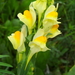 Common Toadflax - Photo (c) Gianni Del Bufalo, some rights reserved (CC BY), uploaded by Gianni Del Bufalo