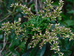 Rhopalomyia capitata