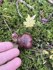 Tricholomopsis rutilans