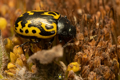 Doryphorina