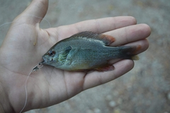 Lepomis aquilensis