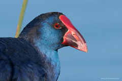 Porphyrio porphyrio