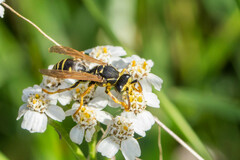 Polistes nimpha