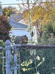 Sciurus niger