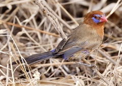Granatina ianthinogaster