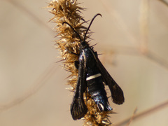 Hymenoclea palmii