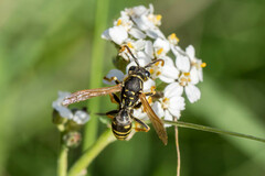 Polistes nimpha