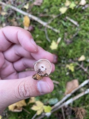 Tricholomopsis rutilans