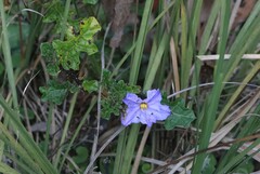 Solanum prinophyllum