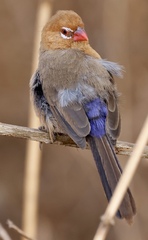 Granatina ianthinogaster